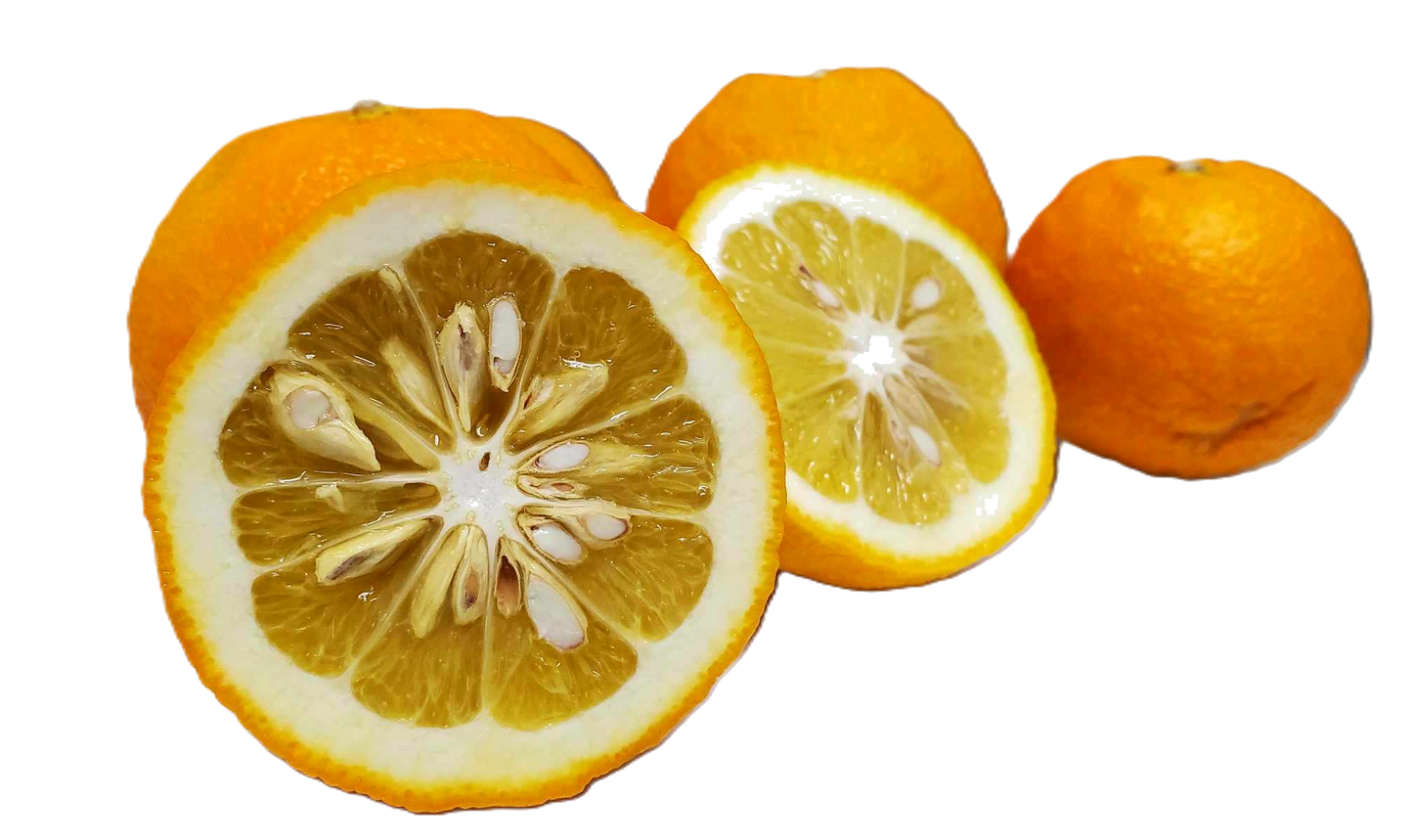 Seville Oranges - 5 Pounds