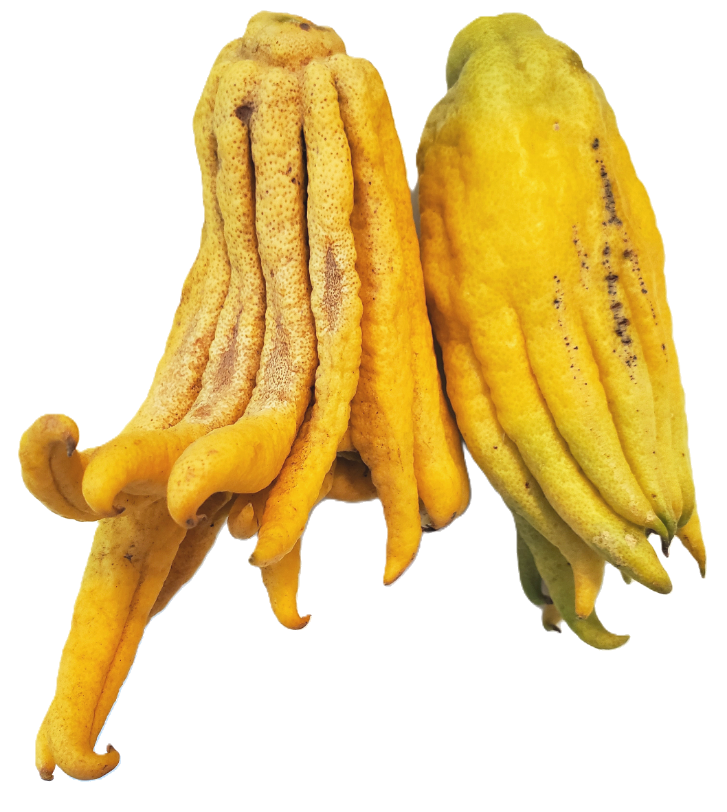 Buddha Hand Citron CHOICE Grade