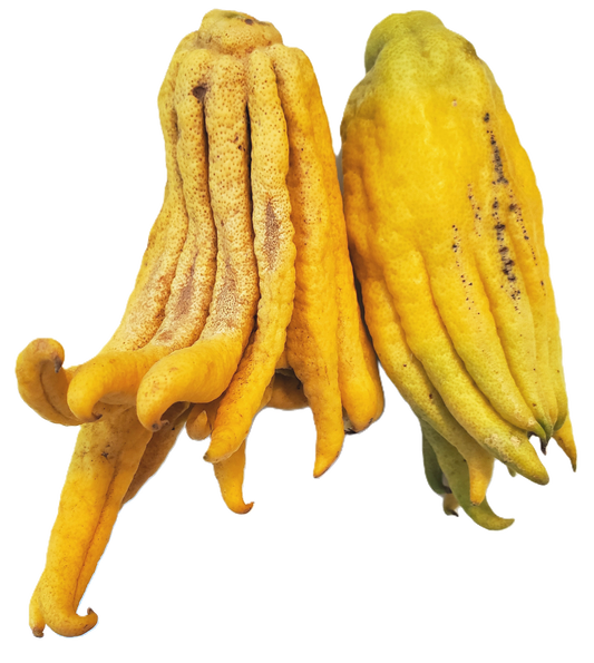 Buddha Hand Citron CHOICE Grade