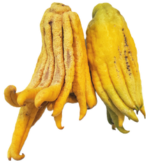 Buddha Hand Citron CHOICE Grade