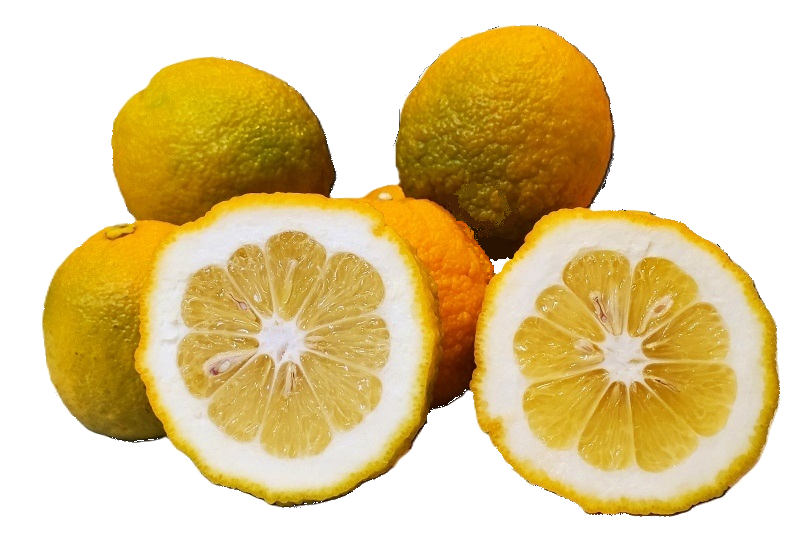 Seville Oranges - 5 Pounds