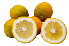 Seville Oranges - 5 Pounds