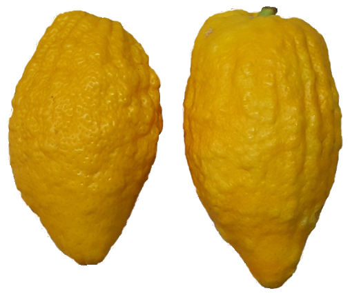 Etrog Citron- 5 Pounds (4-12 ct.)