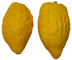 Etrog Citron- 1 Pound (1-2 ct.)