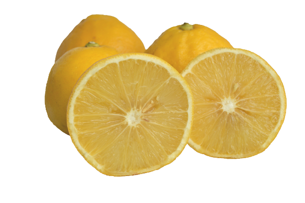 Bergamot Sour Oranges - 10 Pounds