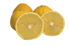 Bergamot Sour Oranges - 10 Pounds