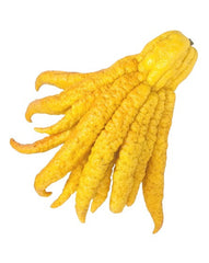 Buddha Hand Citron