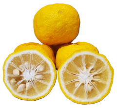 Yuzu - 1 Pound (2-5 ct.)