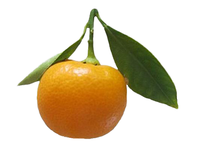 Calamondins - 1 Pound