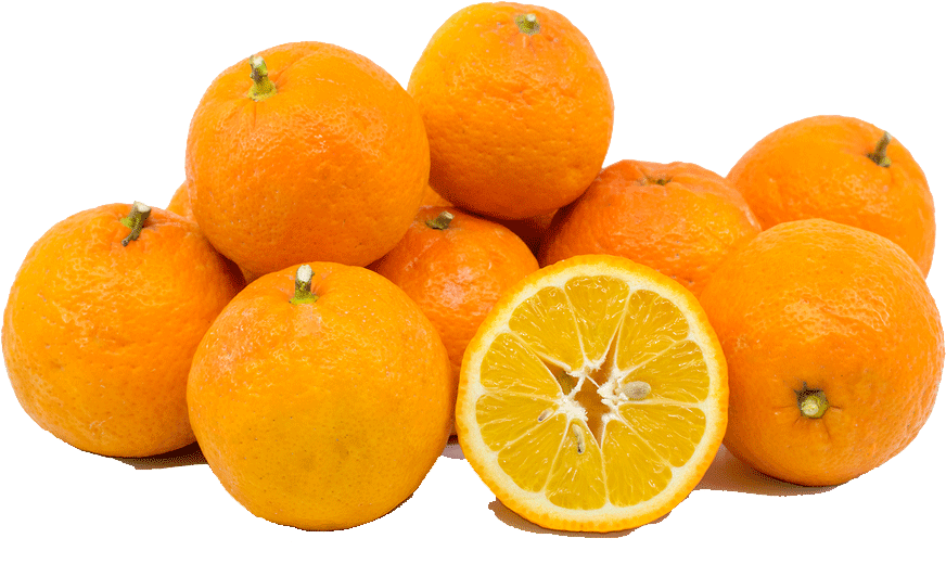 Seville Oranges - 5 Pounds